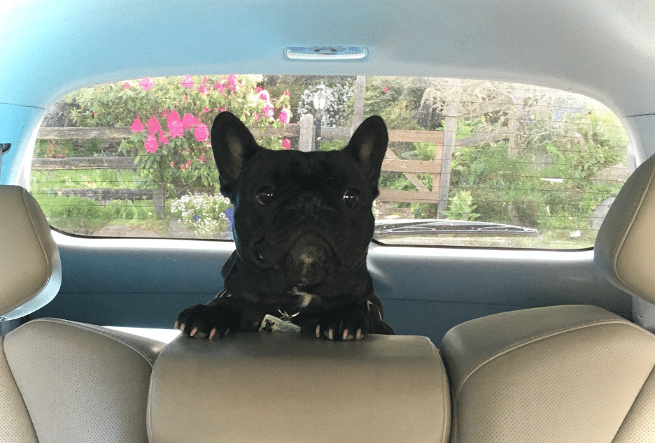 Dog sitting in back seat of car