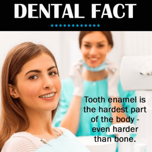 Dental Fact Tooth Enamel